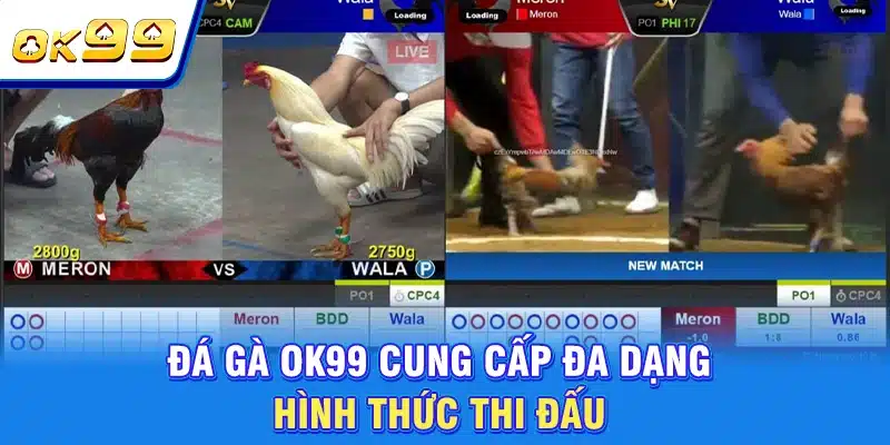 Đá Gà OK99 - Sàn Đầu Nghẹt Thở | Quy Tụ Chiến Kê Triệu Đô 1 Đá gà OK99 cung cấp đa dạng hình thức thi đấu